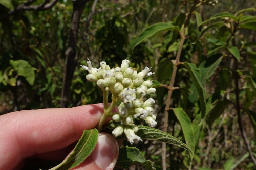 Clibadium surinamense, photograph 5