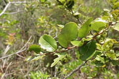Xylosma spiculifera