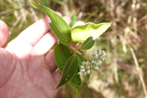 Jackass breadnut (Clibadium surinamense)