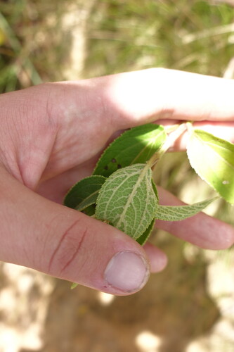 Clibadium surinamense, photograph 4