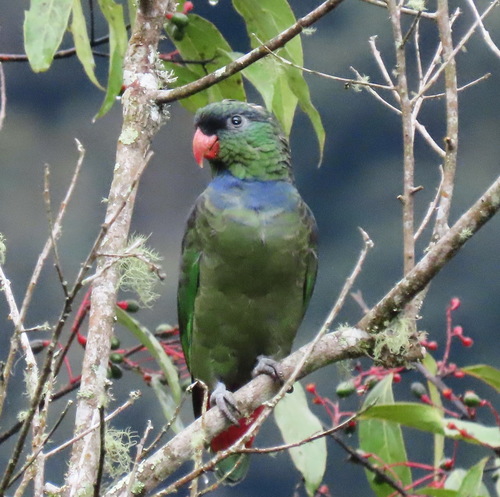 Red-billed Parrot