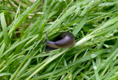 Tandonia sowerbyi