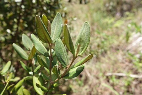 squamulose maya (Miconia squamulosa)