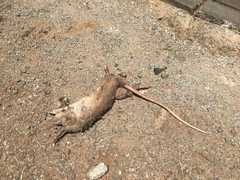 Cricetomys gambianus