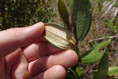 Miconia squamulosa, photograph (c) Eric Schmidt, some rights reserved (CC BY)