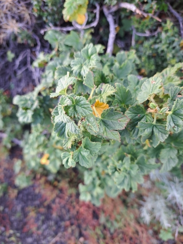 Patagonian wild currant (Ribes magellanicum)