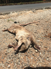 Cricetomys gambianus