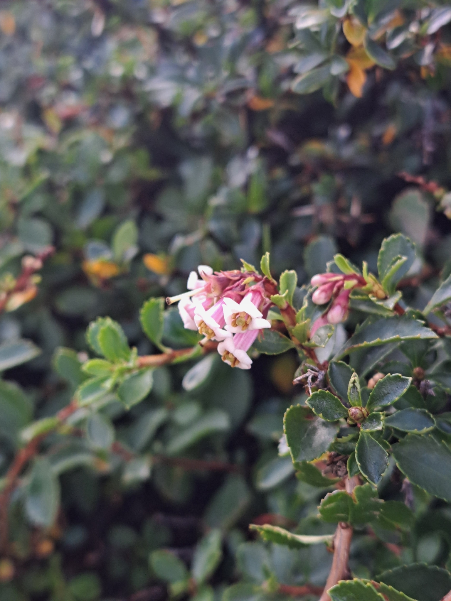 Escallonia Alpina (Escallonia alpina)