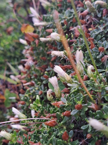 Baccharis magellanica, photograph 6
