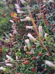 Baccharis magellanica, photograph (c) Leonardo Ancillotto, some rights reserved (CC BY)
