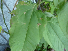 Aspisoma