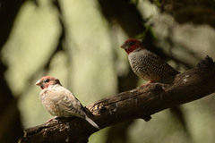 Amadina erythrocephala