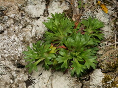 Saxifraga fragilis