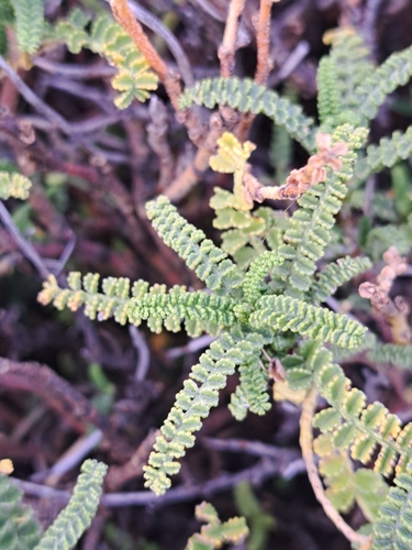 Yellowear (Adesmia boronioides)