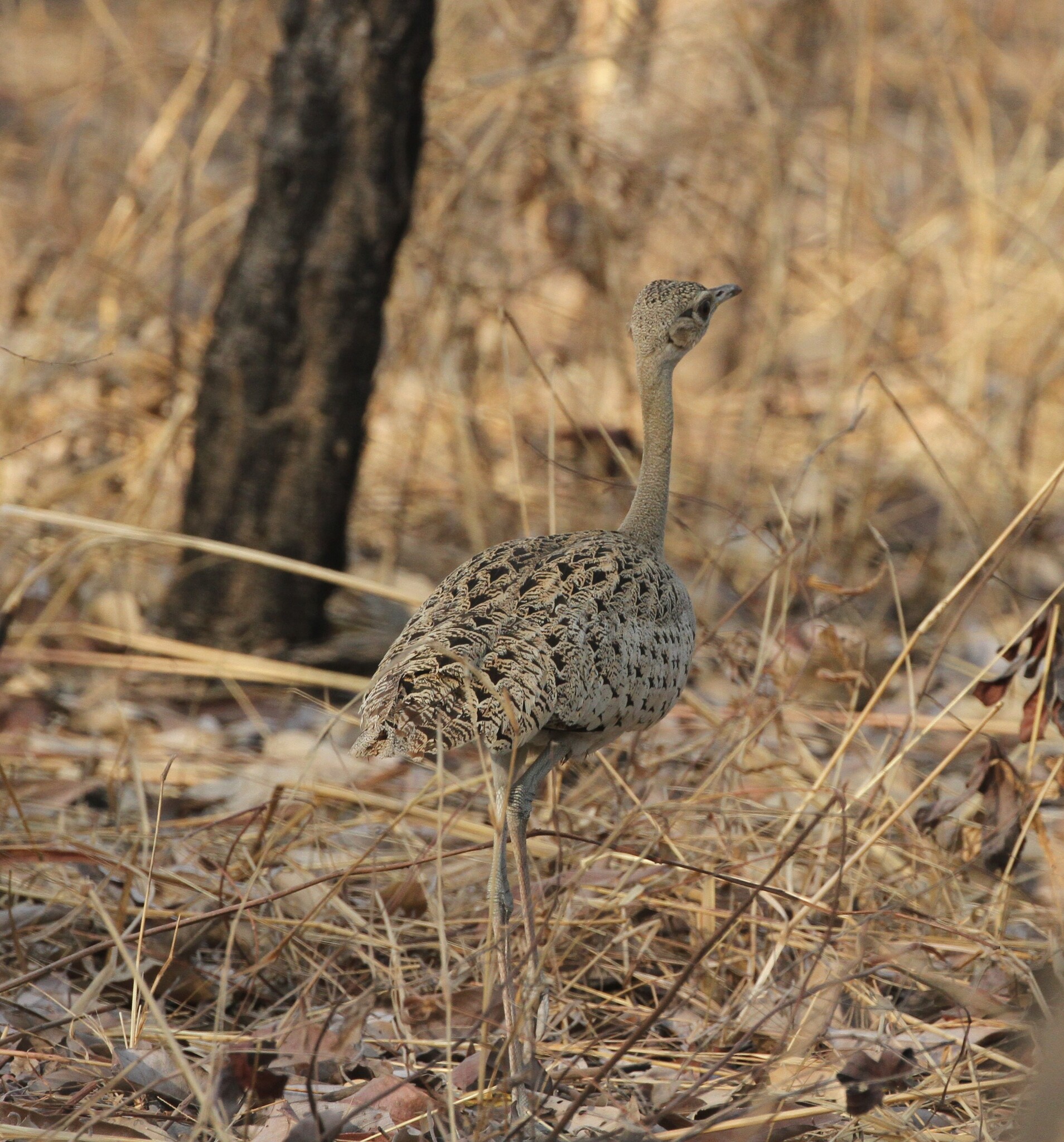 Black-bellied Bustard (Lissotis melanogaster), photo 8