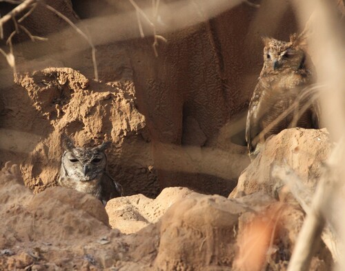 Greyish Eagle-Owl (Bubo cinerascens)
