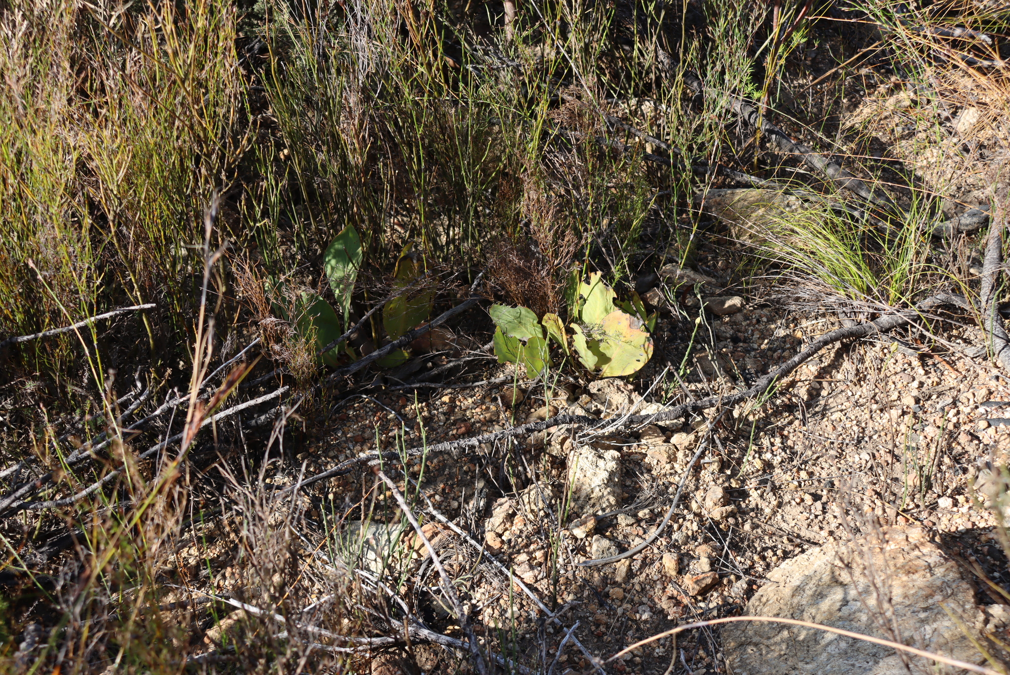 Common Ground Sugarbush (Protea acaulos)