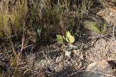 Common Ground Sugarbush (Protea acaulos)