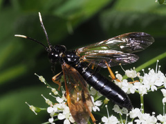 Tenthredo crassa