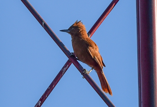 Caatinga Cacholote