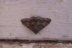Eudesmeola lawsoni