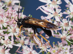 Tenthredo crassa