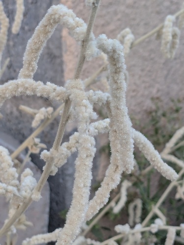 kapok bush (Aerva javanica)