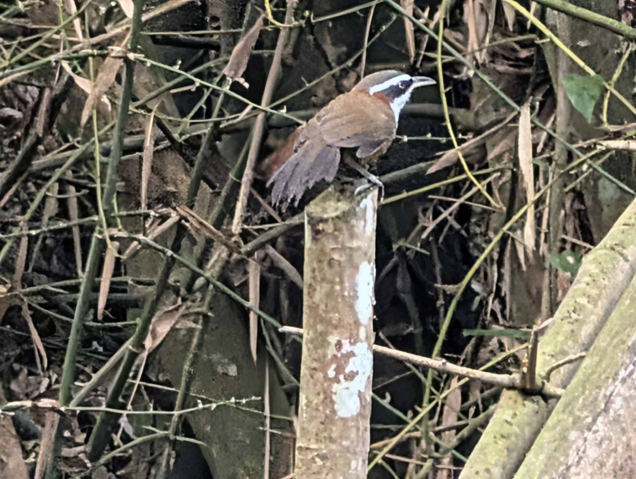 Taiwan Scimitar Babbler (Pomatorhinus musicus), photo 3
