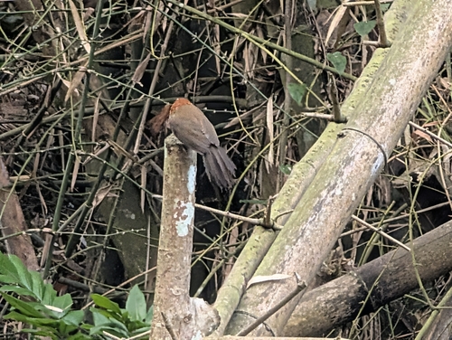 Taiwan Scimitar Babbler (Pomatorhinus musicus), photo 4