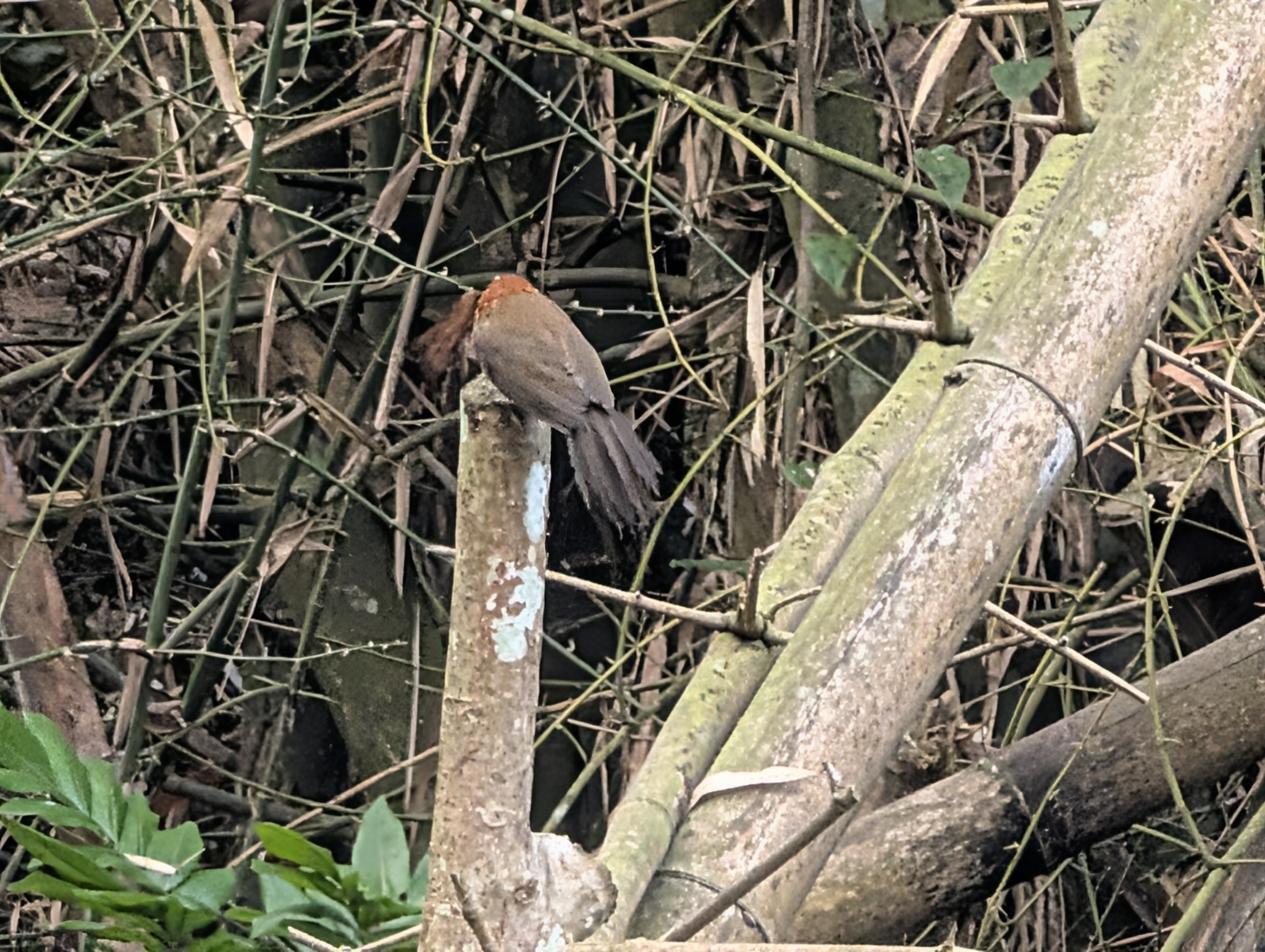 Taiwan Scimitar Babbler (Pomatorhinus musicus), photo 4