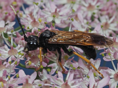 Tenthredo crassa