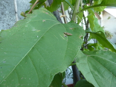 Aspisoma