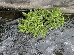 Veronica undulata, photograph (c) Chen Jia Hong, some rights reserved (CC BY)