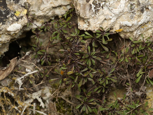 Creeping Globularia (Globularia repens)