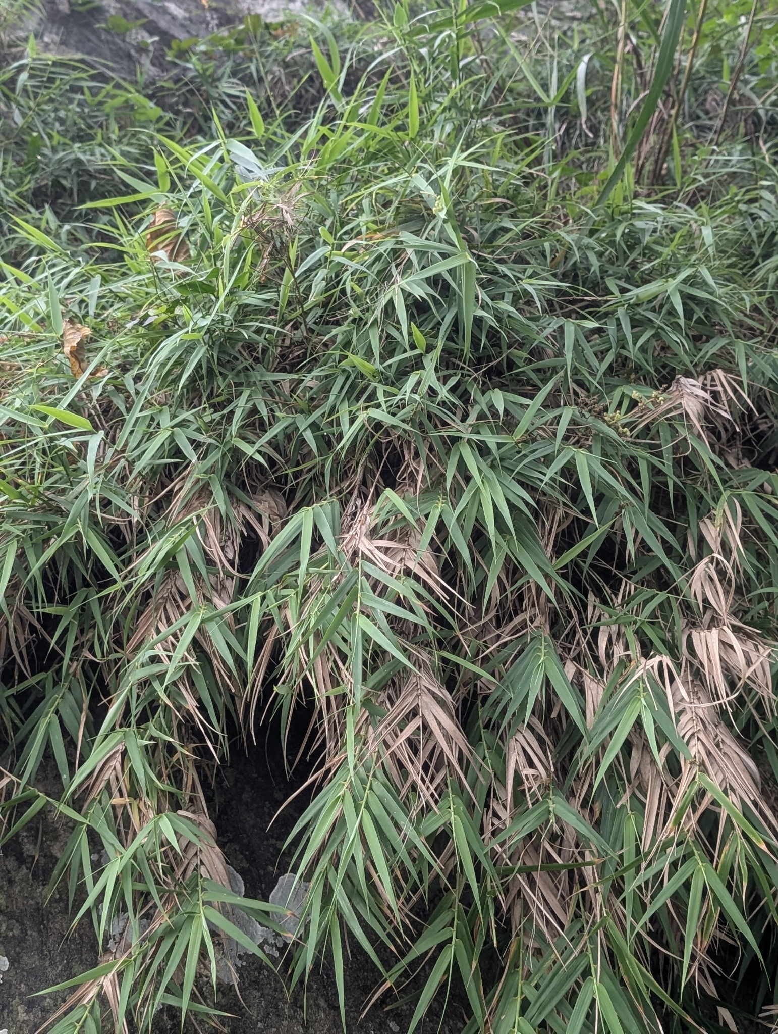 Arundo formosana