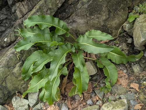 Japanese Dock (Rumex japonicus)