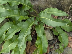 Rumex japonicus, photograph (c) Chen Jia Hong, some rights reserved (CC BY)