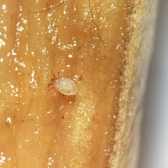 Rhizoglyphus robini