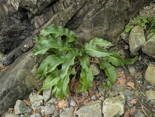 Rumex japonicus, photograph 5