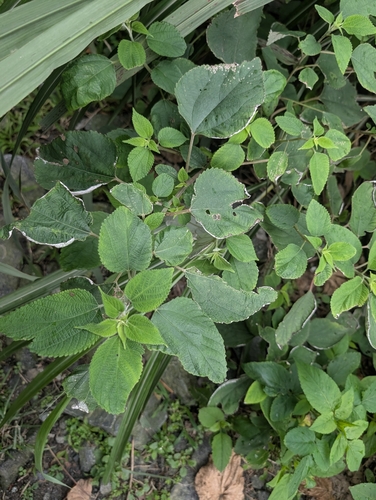 Chinese Grass (Boehmeria nivea)