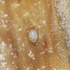 Rhizoglyphus robini