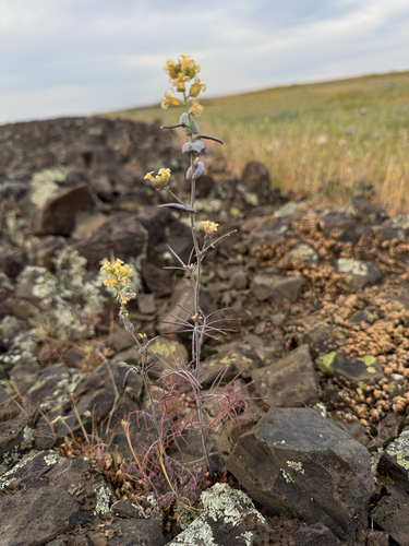 Varied-leaved Jewelflower (Streptanthus diversifolius)