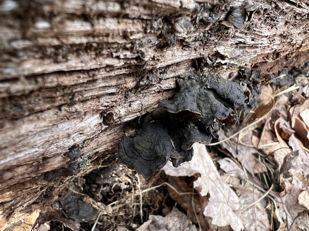 Hymenochaete rubiginosa · March 2026 · photo: © bdthomas (iNaturalist, cc-by)