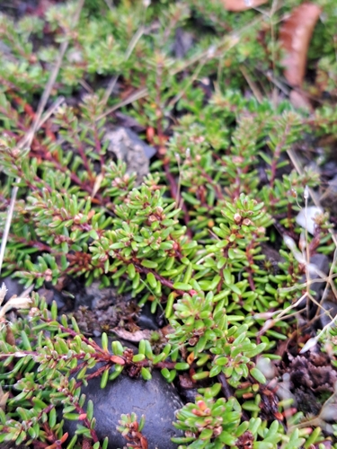 Baccharis magellanica, photograph 3