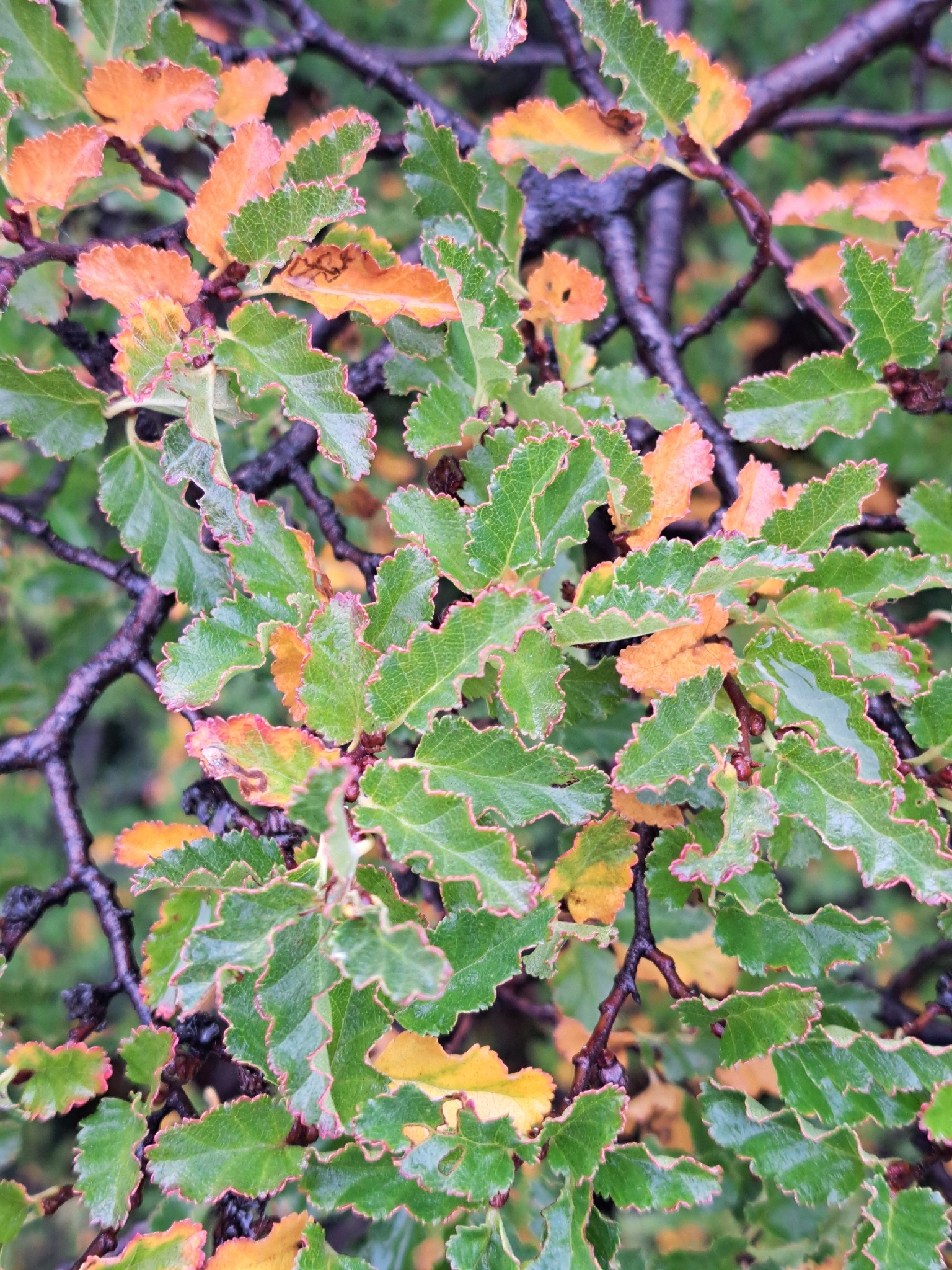 Antarctic Beech (Nothofagus antarctica)