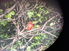 Cardinalis cardinalis