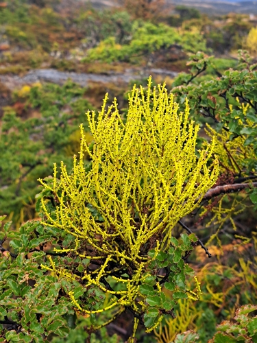 false mistletoe (Misodendrum punctulatum)