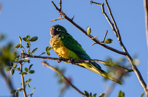Cactus Parakeet