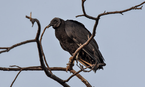 Black Vulture