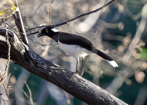 White-naped Jay